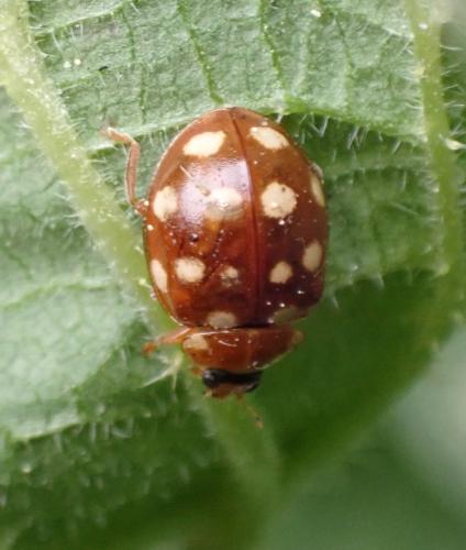 Calvia quatuordecimguttata
